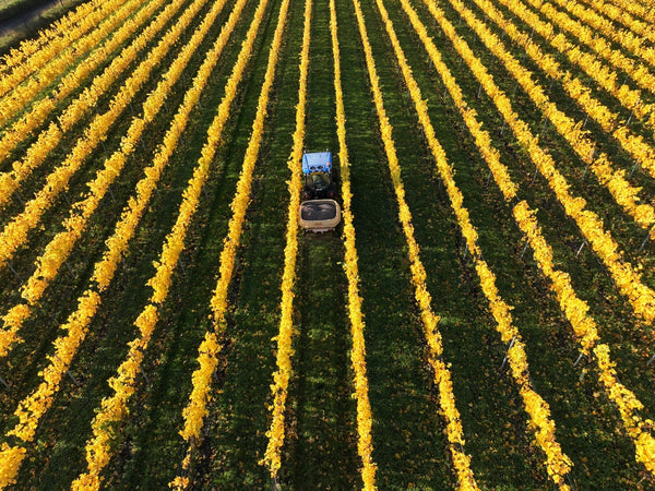 Aerial view of a tractor in a field with autumnal vines