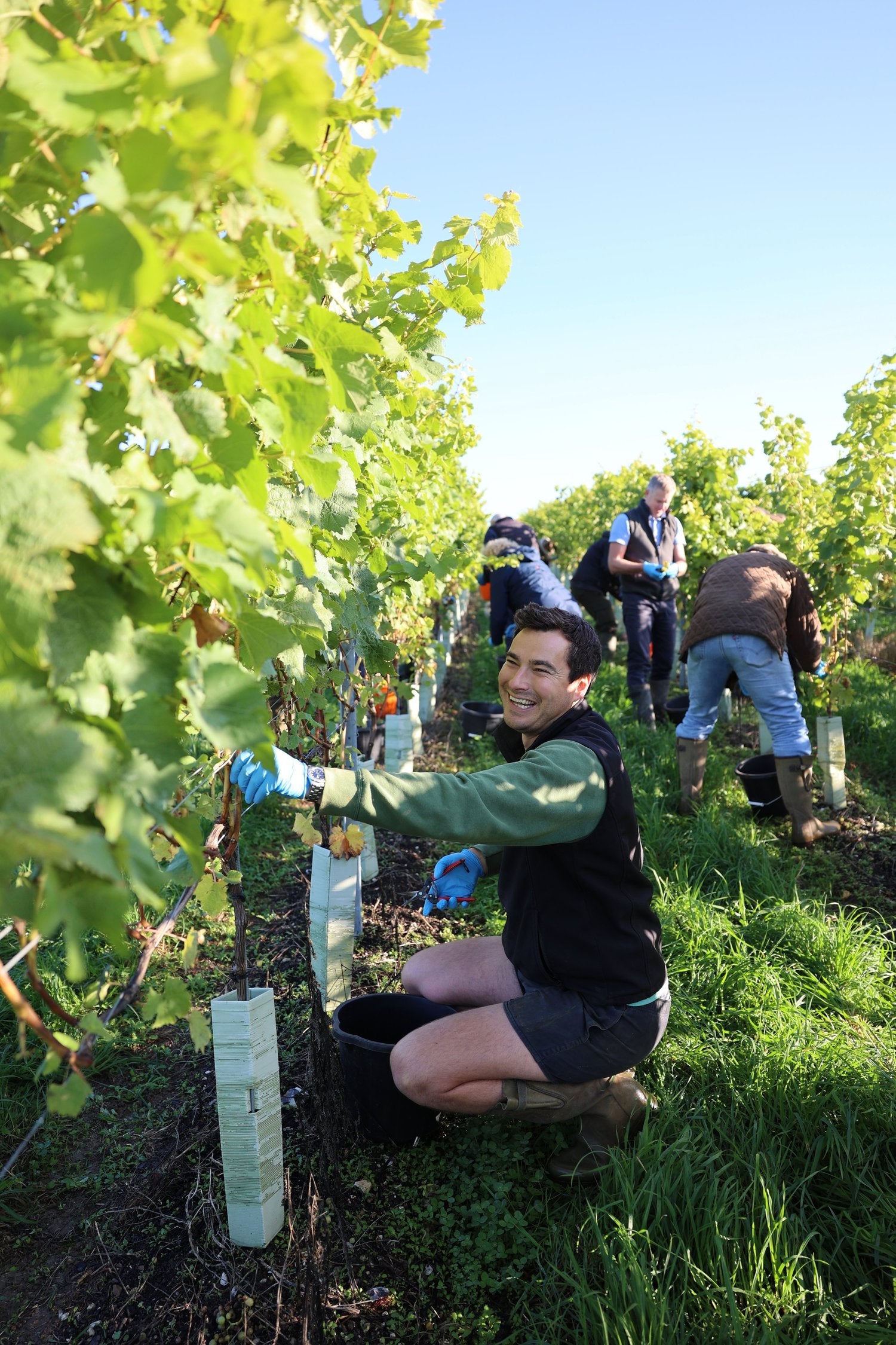 picking grapes in a vineyard with greenery and clear sky