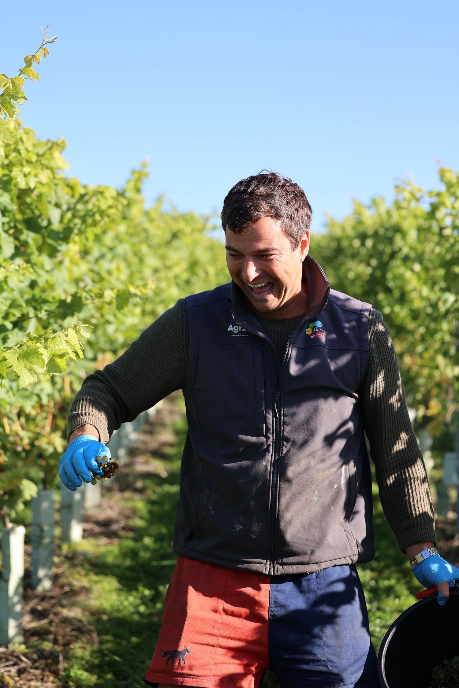 Man in a vineyard holding a tool, surrounded by greenery