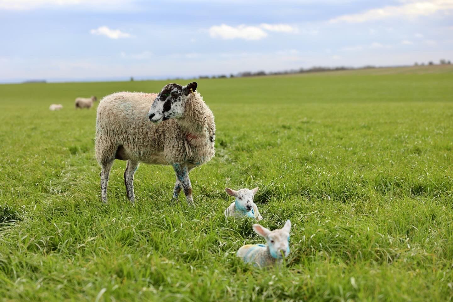 Sheep and lambs in a green field with a clear sky