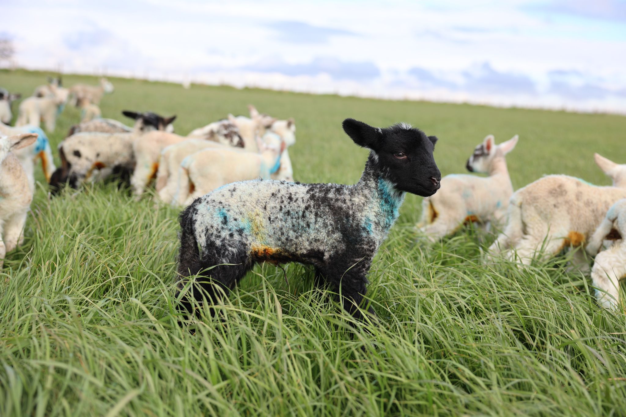Sheep with black faces and speckled wool in a grassy field