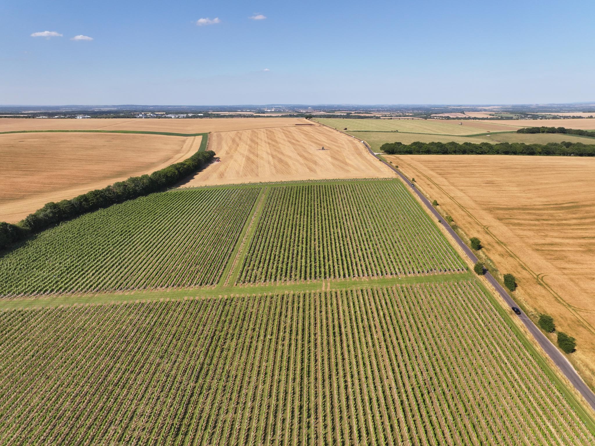 Aerial view of rowles vineyard with a clear blue sky.