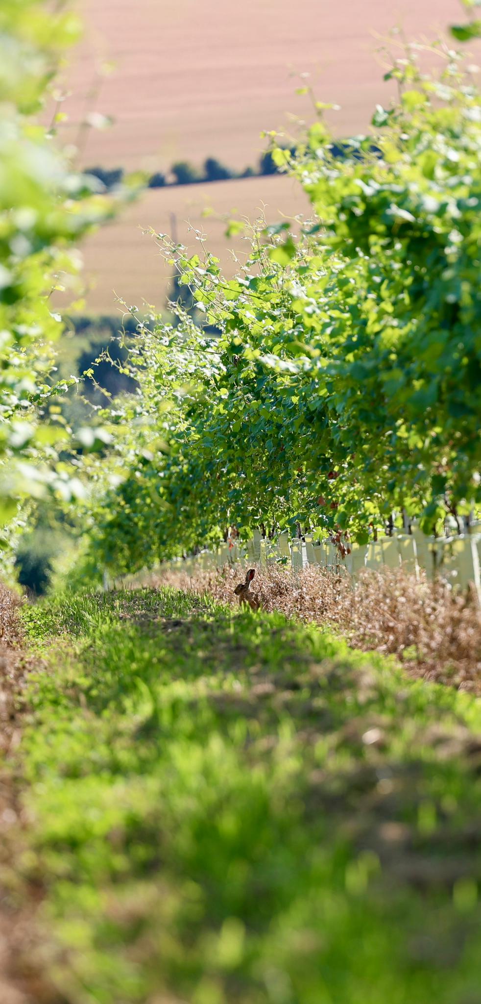 Vineyard with rows of grapevines and a clear sky
