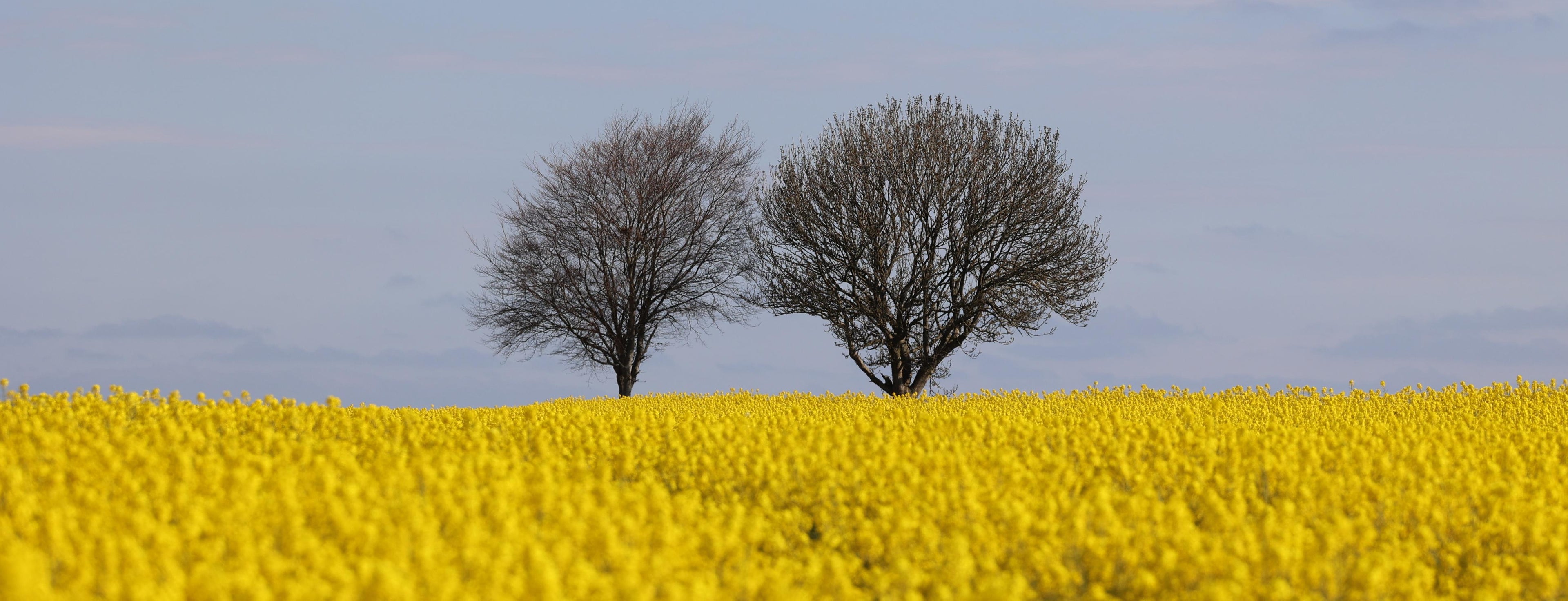 Two trees in a field of yellow flowers under a clear blue sky.