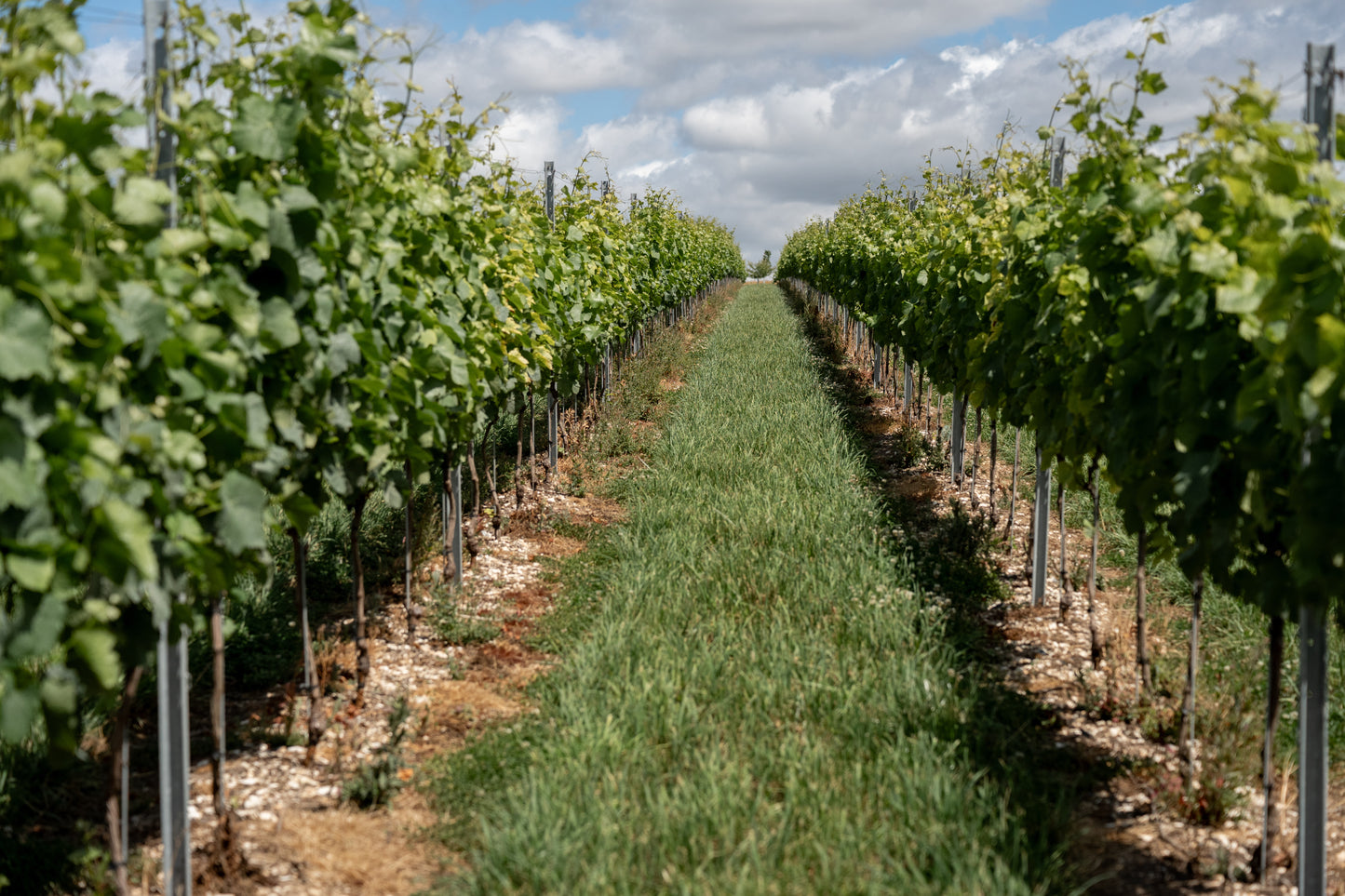 Vineyard with rows of grapevines under a partly cloudy sky