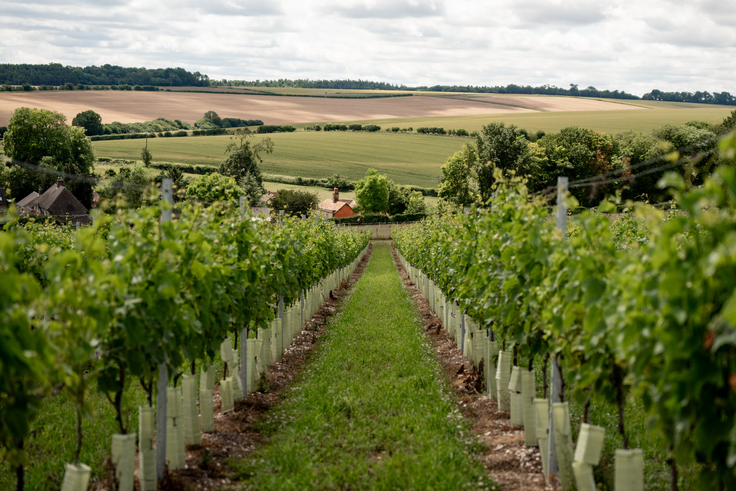 Vineyard with rows of young grapevines stretching into the distance.