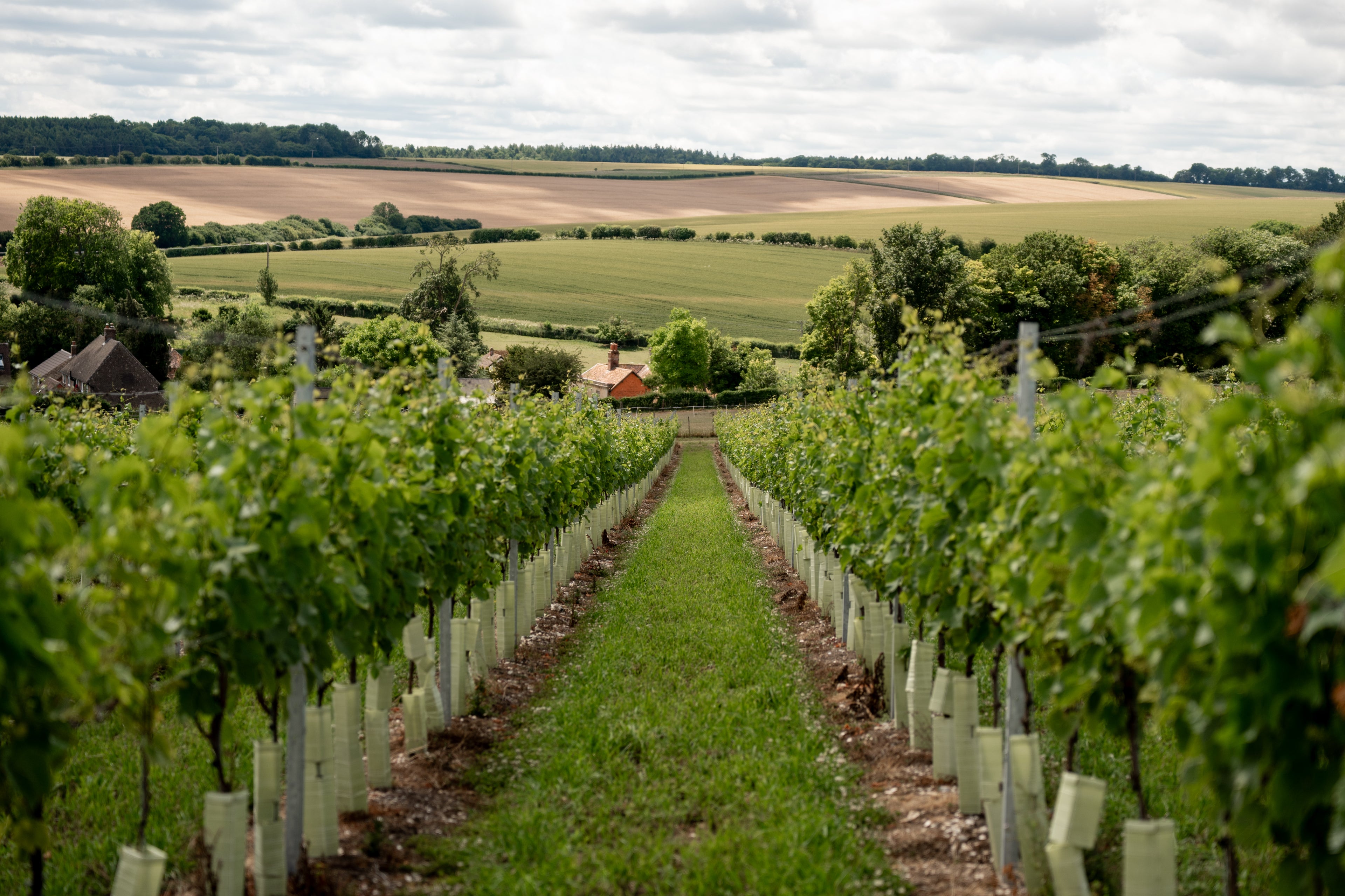 Vineyard with rows of young grapevines stretching into the distance.