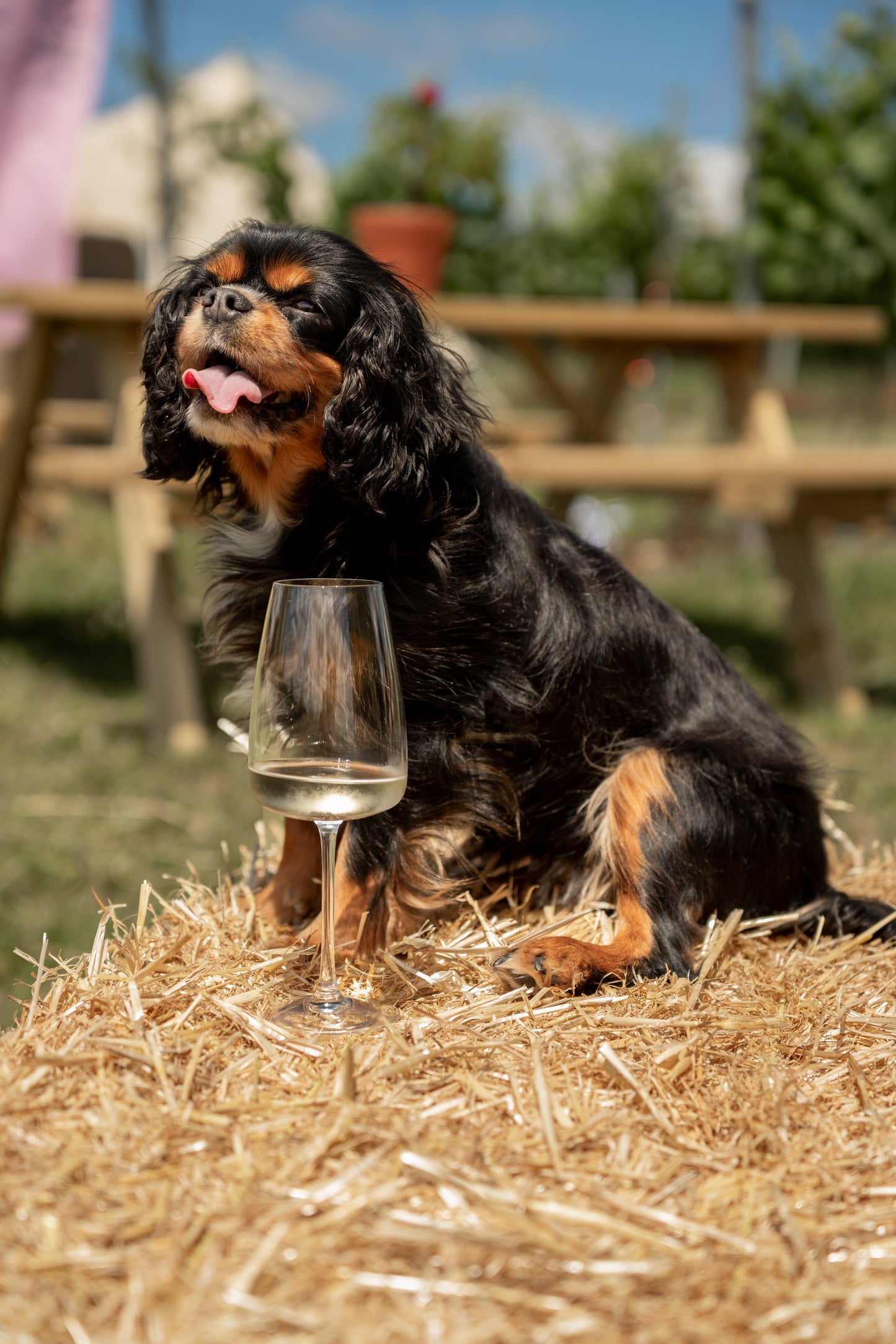 Dog sitting on hay with a glass of white wine in front of it, outdoor setting