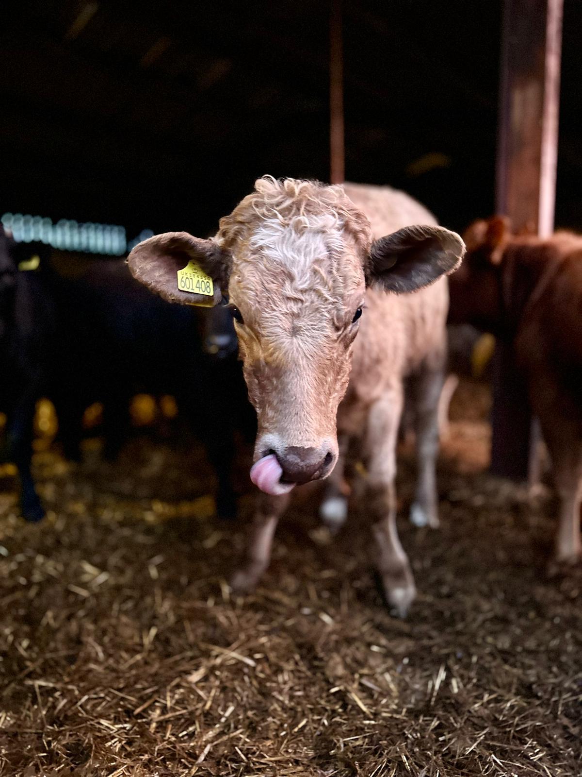 Calf sticking out its tongue in a barn setting