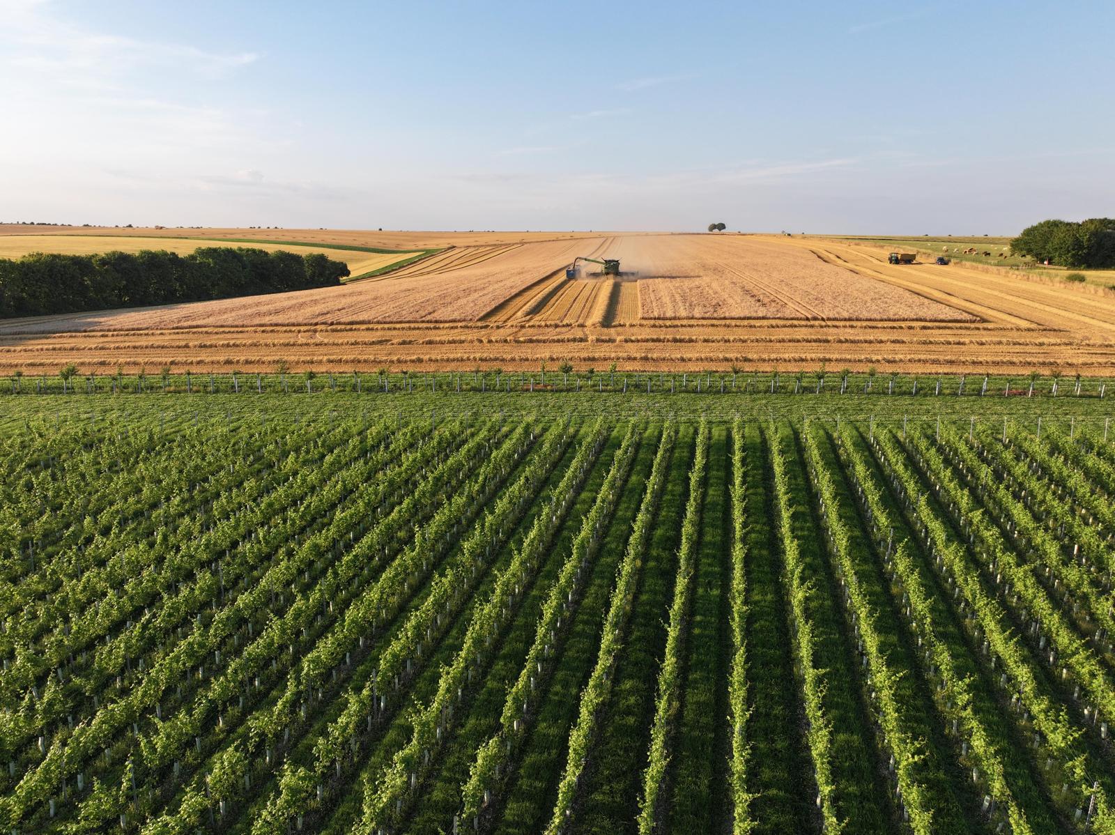 Agricultural landscape with a harvested field and a vineyard.