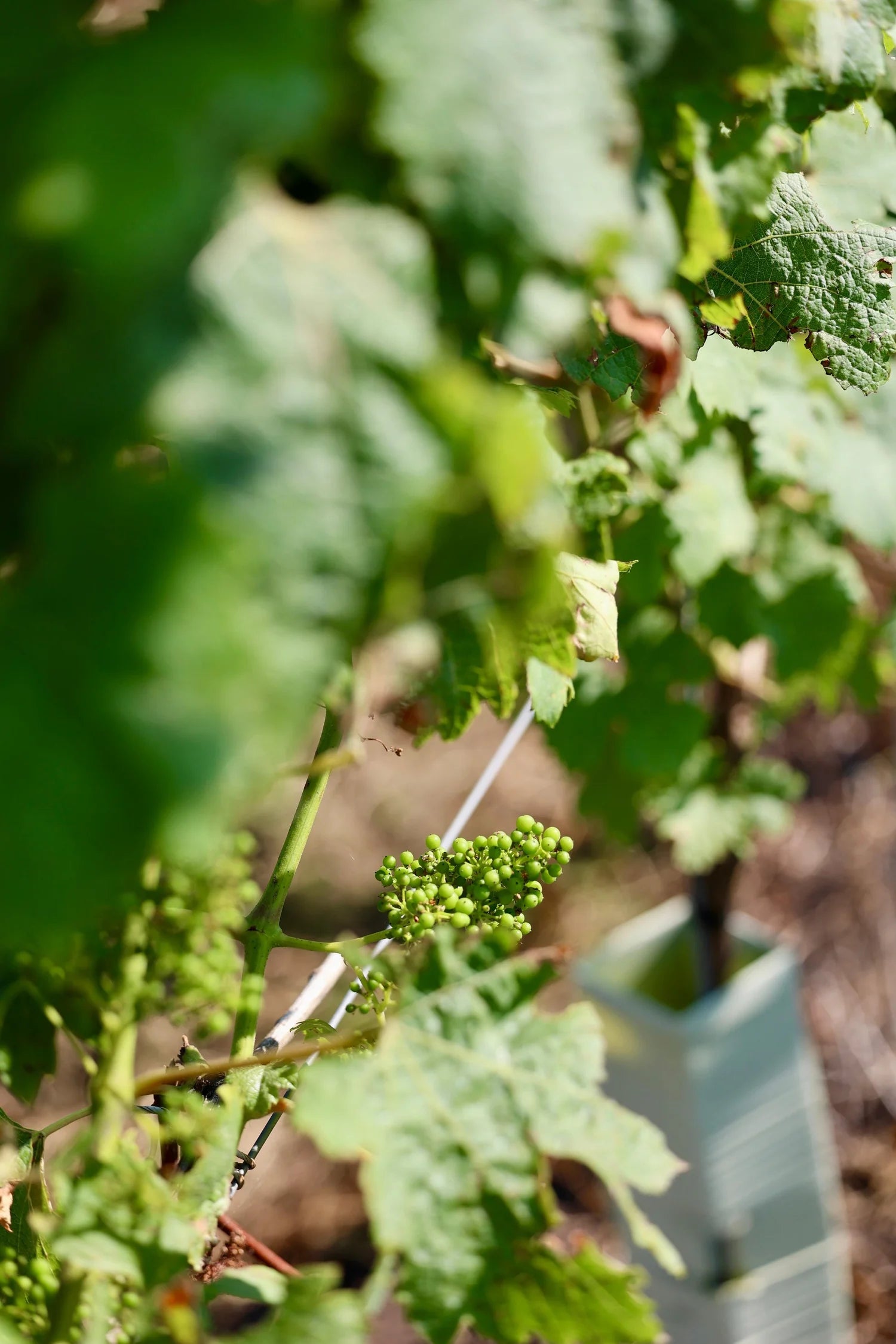 Close-up of green grapes on a vine with leaves