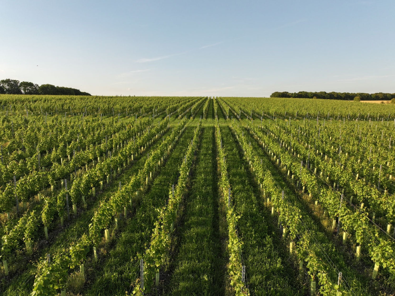 Vineyard with rows of green grapevines under a clear blue sky.