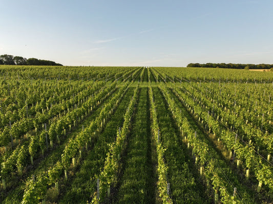 Vineyard with rows of green grapevines under a clear blue sky.